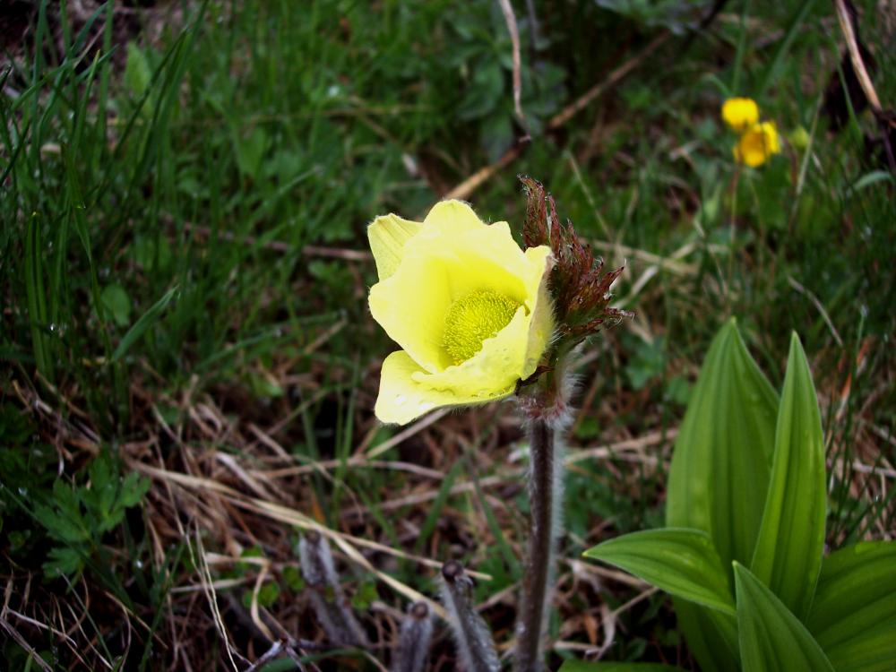 Fiori montani dalla Valle d''Aosta